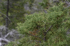 Juniperus scopulorum