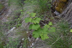 Ribes viscosissimum
