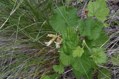 Ribes viscosissimum