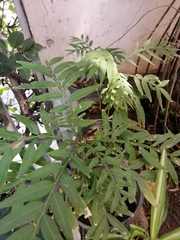Schinus molle