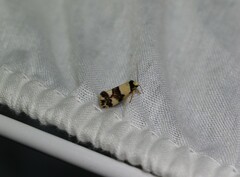 Philenora aspectalella