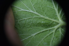 Ribes viscosissimum