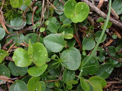 Gaultheria humifusa