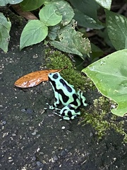 Dendrobates auratus