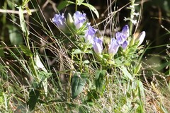 Gentiana catesbaei