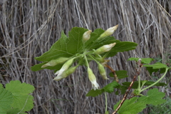 Ribes viscosissimum
