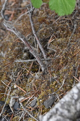 Ribes viscosissimum