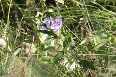 Gentiana catesbaei