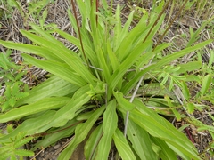 Plantago eriopoda