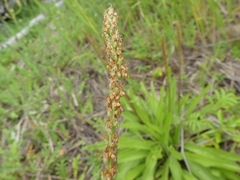 Plantago eriopoda