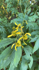 Verbesina alternifolia