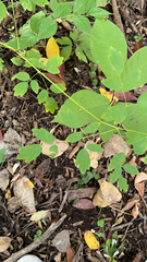 Thalictrum dasycarpum