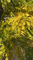 Gleditsia triacanthos
