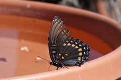 Limenitis arthemis arizonensis
