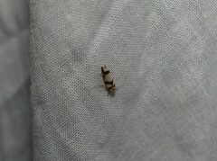 Philenora aspectalella