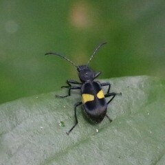 Lystronychus equestris