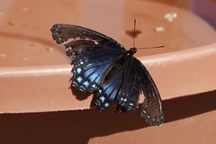 Limenitis arthemis arizonensis