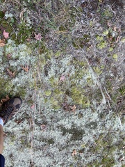 Andropogon ternarius