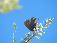 Atlides halesus