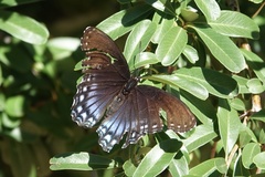 Limenitis arthemis arizonensis