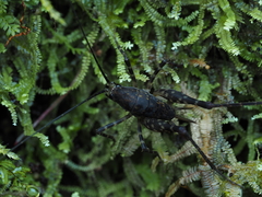 Macropathinae
