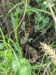Crotalus molossus molossus