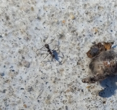 Pheidole obscurithorax