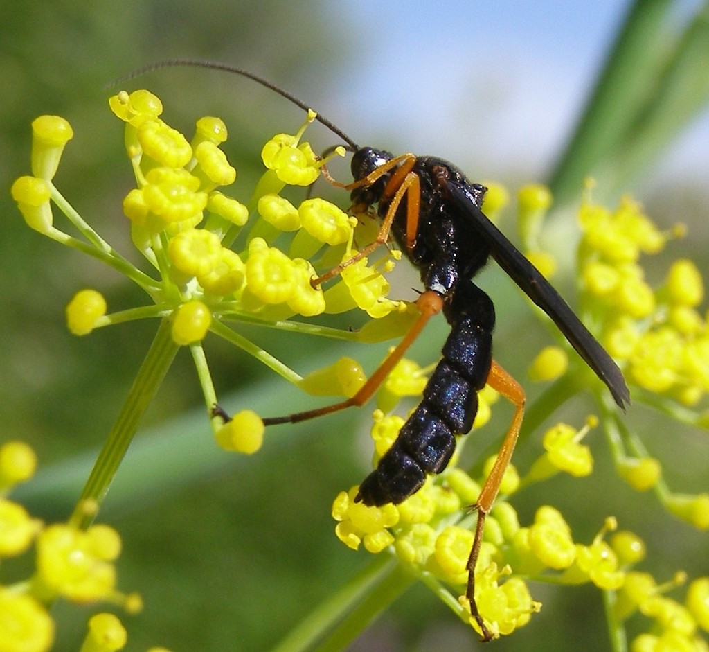 Trogus lapidator