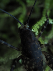 Macropathinae