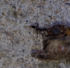 Pheidole obscurithorax