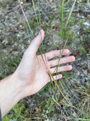 Andropogon ternarius