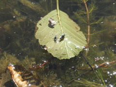 Neogerris hesione