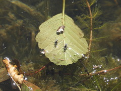 Neogerris hesione