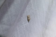 Isotenes miserana
