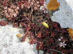 Cteniopus sulphureus