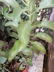 Kalanchoe laetivirens