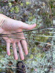 Andropogon ternarius