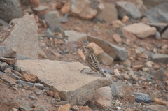 Passer hispaniolensis hispaniolensis