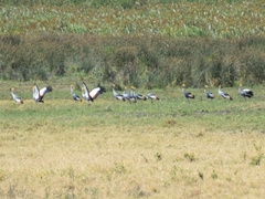 Balearica regulorum
