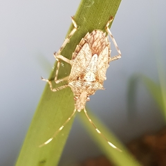 Bromocoris souefi