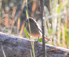 Passerina cyanea