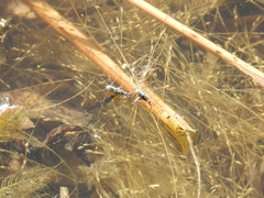 Neogerris hesione
