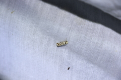 Scaptesyle dichotoma