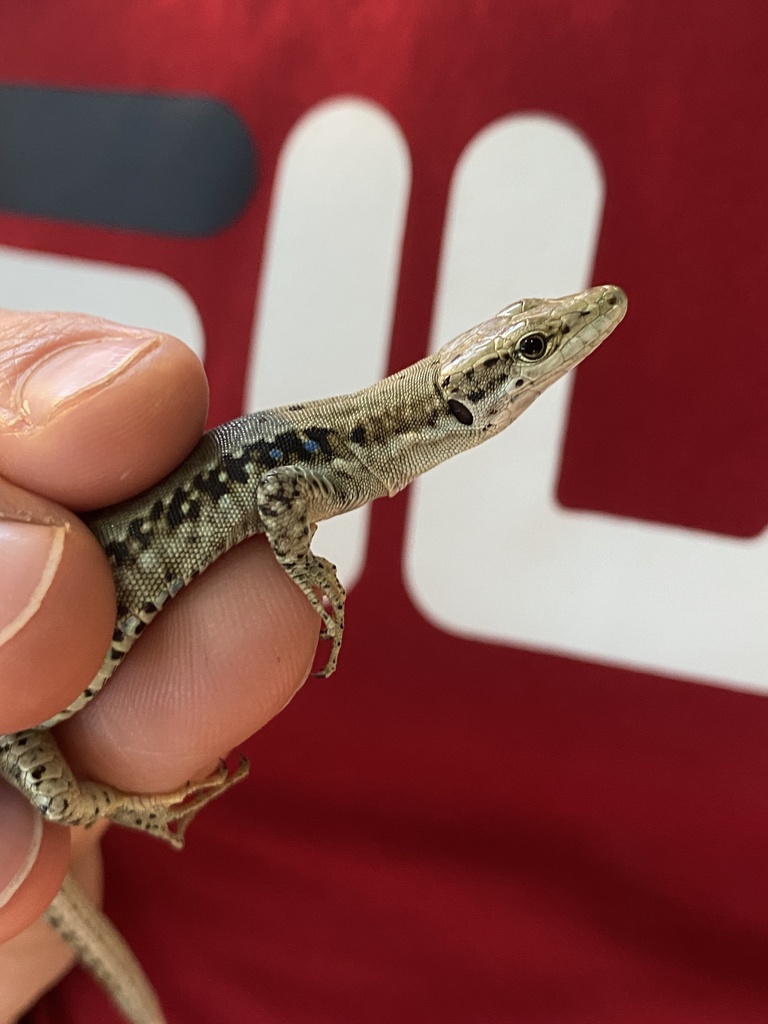 Szczerbak's Lizard