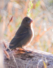 Passerina cyanea