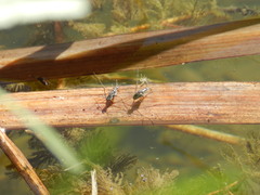 Neogerris hesione