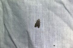 Heteromicta pachytera