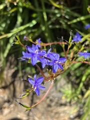 Aristea ecklonii