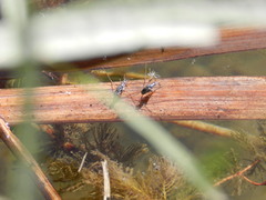 Neogerris hesione