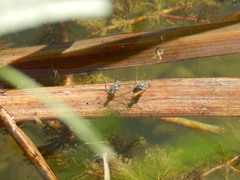 Neogerris hesione